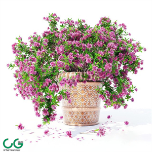 Azalea_04